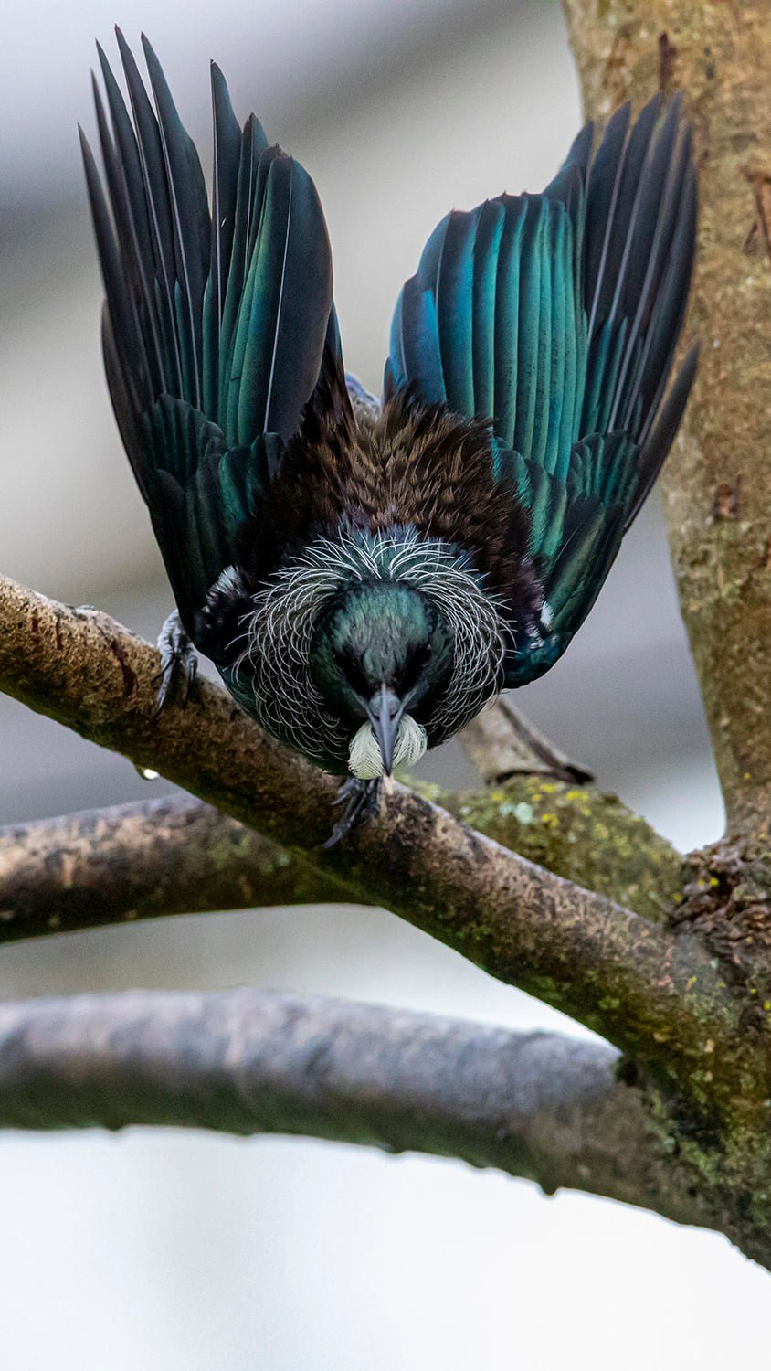 attract-native-nz-birds-to-your-garden-kohab